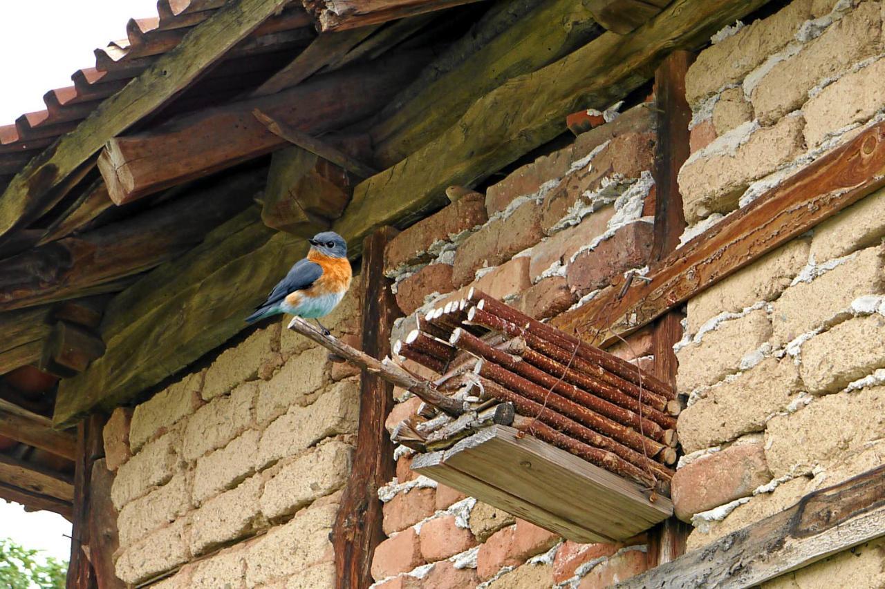 Guest House Medina Belogradchik Εξωτερικό φωτογραφία